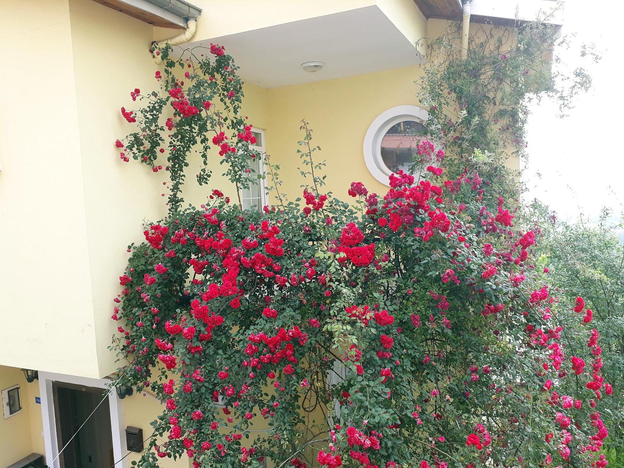 Paradise Villa Τραμπζόν Εξωτερικό φωτογραφία